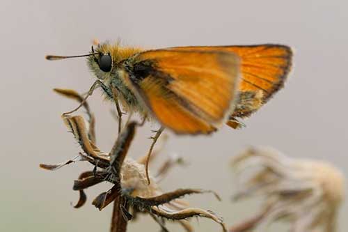 春天的現代詩5句