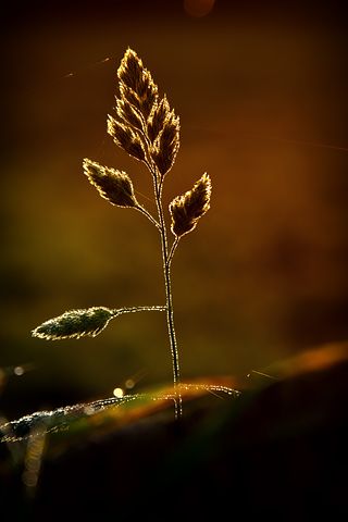 關于節日的詞語有哪些